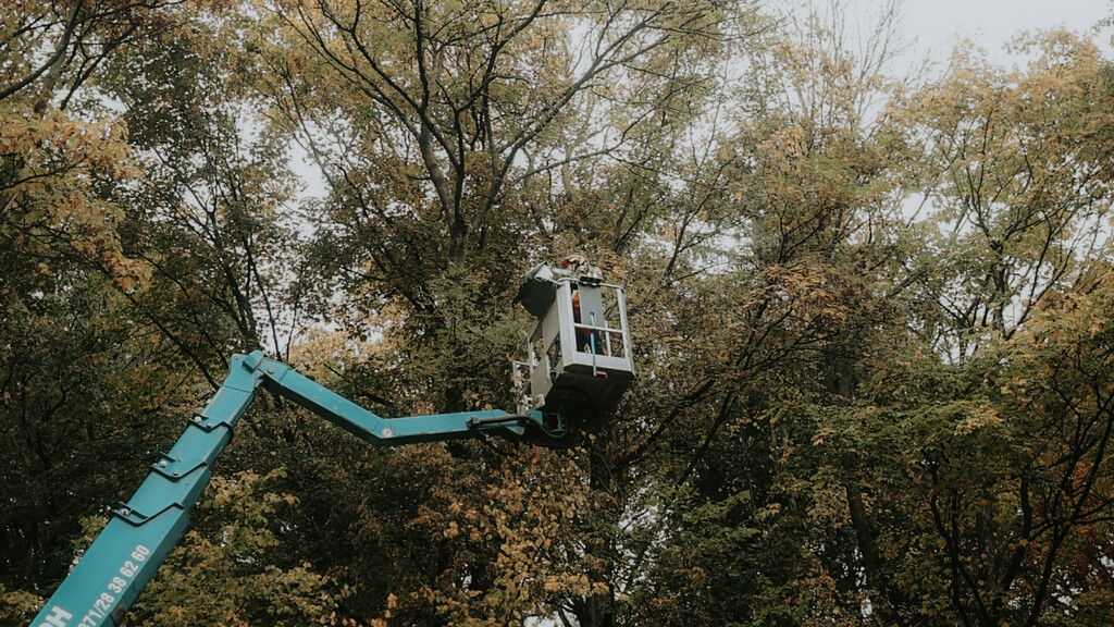 Revitalisierungsmaßnahmen an Großgehölzen