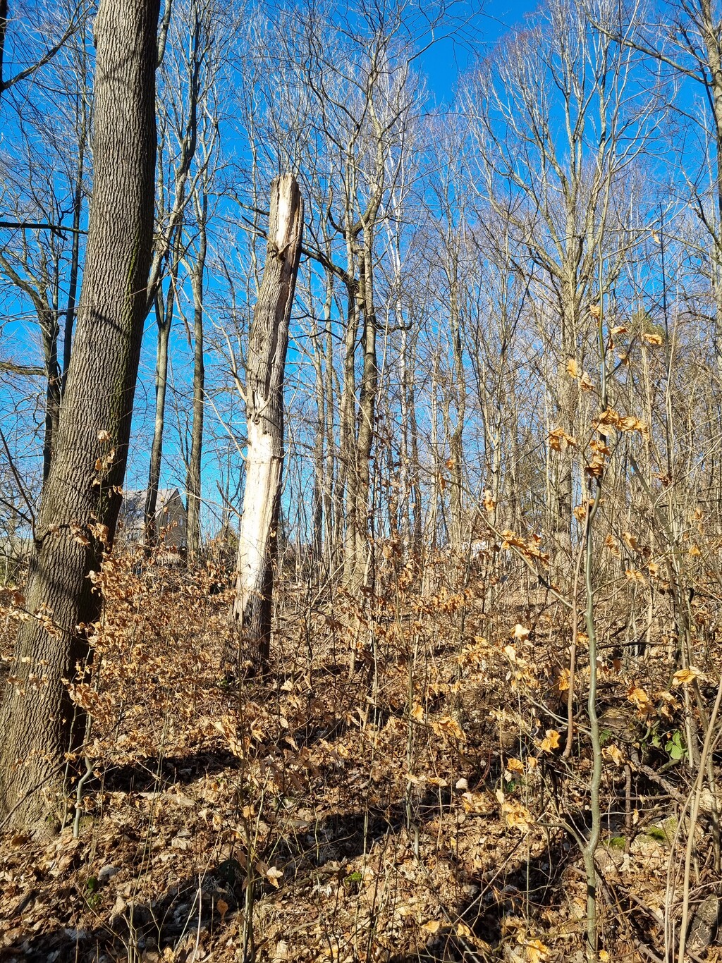 Situation im Schlosspark Börnichen 2021