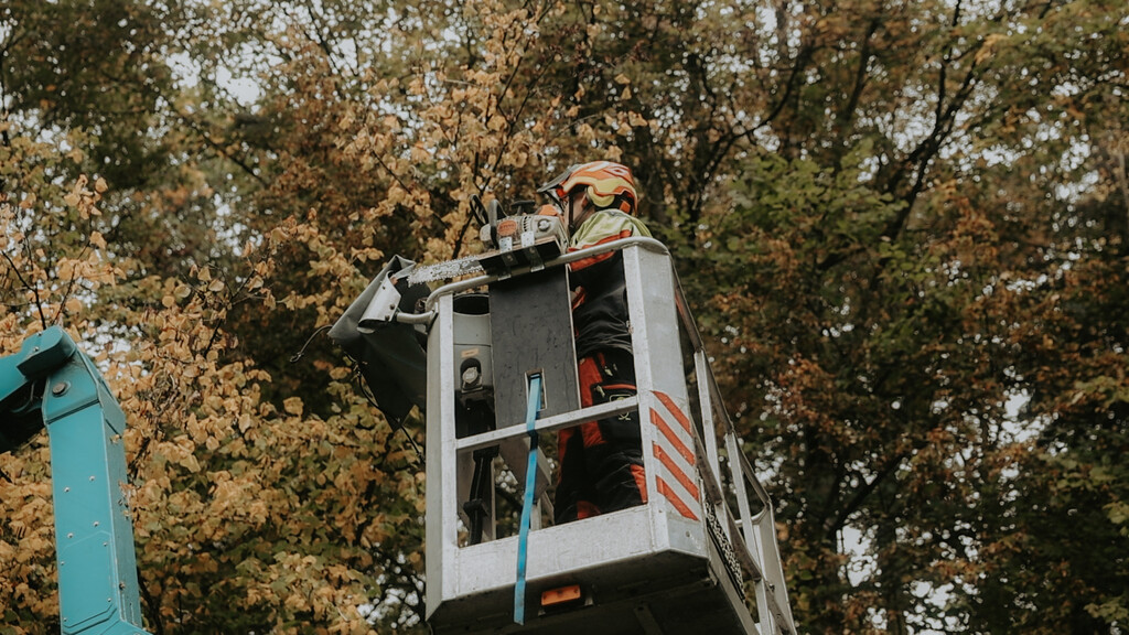 Revitalisierungsmaßnahmen an Großgehölzen