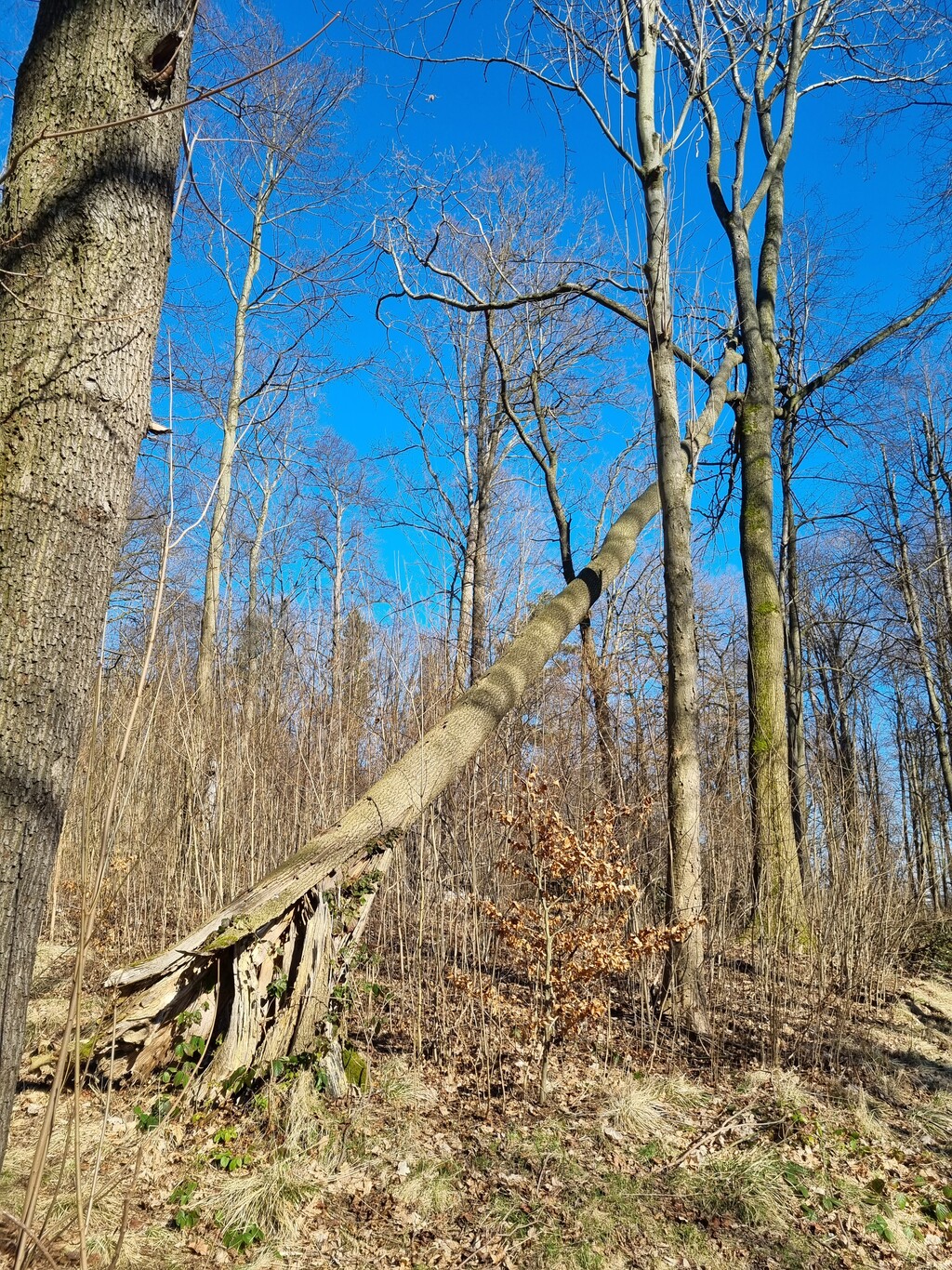 Situation im Schlosspark Börnichen 2021