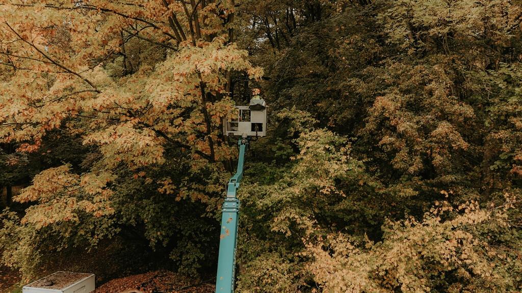 Revitalisierungsmaßnahmen an Großgehölzen