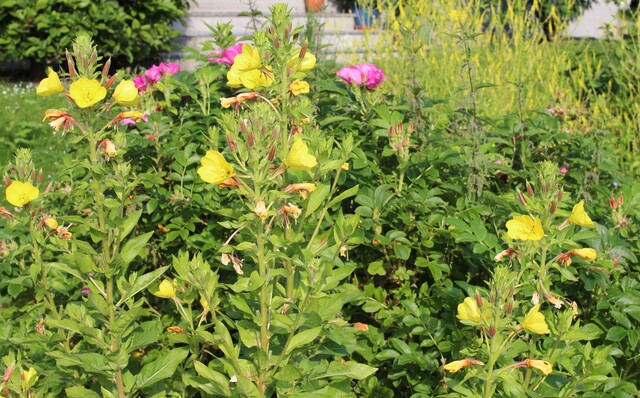 Kräuterführung im Stadtwald Oederan mit Angelika Künzel