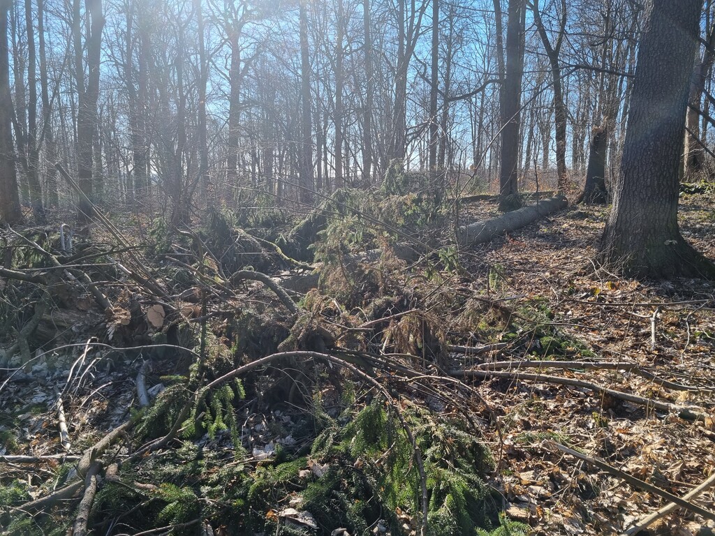 Situation im Schlosspark Börnichen 2021
