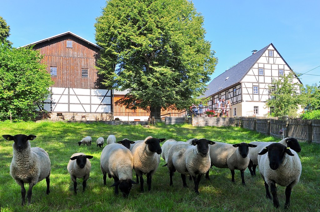 Schafe auf Weide 