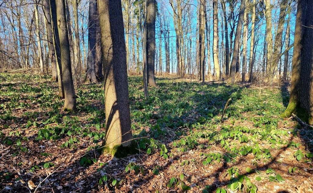 Situation im Schlosspark Börnichen 2021